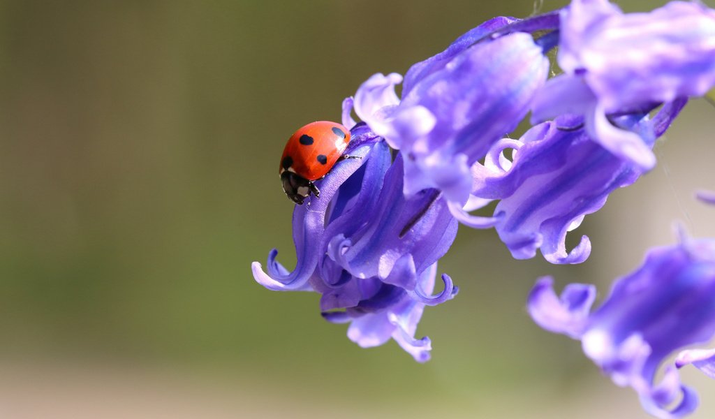 Обои цветы, жук, макро, фон, божья коровка, колокольчики, flowers, beetle, macro, background, ladybug, bells разрешение 1920x1080 Загрузить