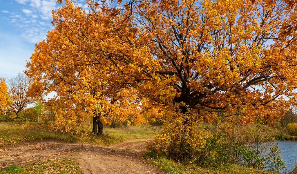 Обои деревья, природа, пейзаж, осень, trees, nature, landscape, autumn разрешение 2304x1536 Загрузить