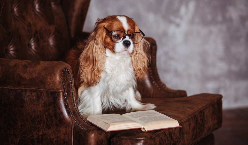 Обои очки, собака, кресло, книга, спаниель, кавалер кинг чарльз спаниель, glasses, dog, chair, book, spaniel, the cavalier king charles spaniel разрешение 1920x1080 Загрузить