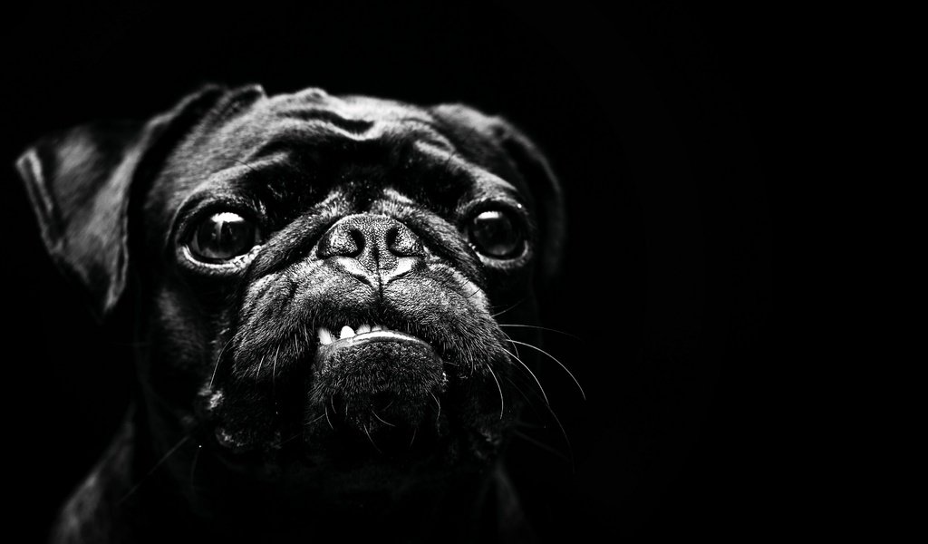 Обои чёрно-белое, собака, мопс, black and white, dog, pug разрешение 3840x2160 Загрузить