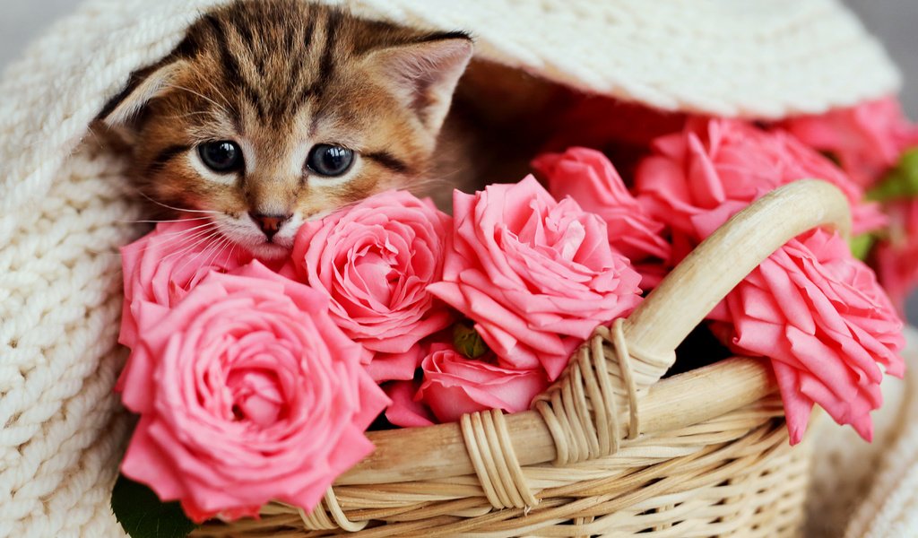 Обои цветы, кот, розы, кошка, котенок, розовые, малыш, корзинка, flowers, cat, roses, kitty, pink, baby, basket разрешение 5760x3821 Загрузить