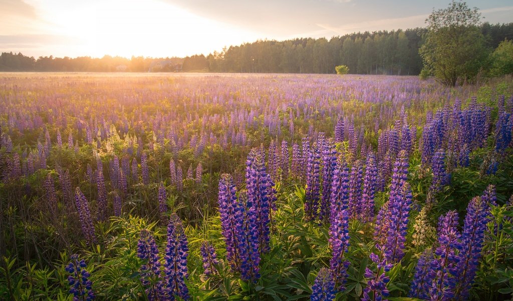 Обои цветы, люпины, лес, утро, туман, поле, рассвет, дымка, сиреневые, flowers, lupins, forest, morning, fog, field, dawn, haze, lilac разрешение 3840x2160 Загрузить