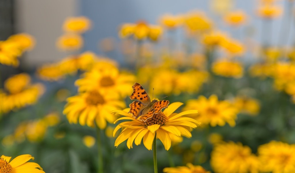 Обои цветы, макро, насекомое, лето, бабочка, желтые, боке, размытый фон, flowers, macro, insect, summer, butterfly, yellow, bokeh, blurred background разрешение 5760x3840 Загрузить