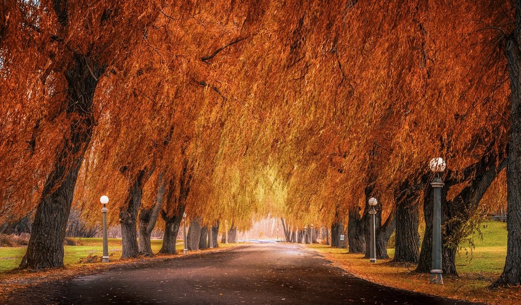 Обои деревья, фонари, ветви, осень, аллея, trees, lights, branch, autumn, alley разрешение 3840x2160 Загрузить