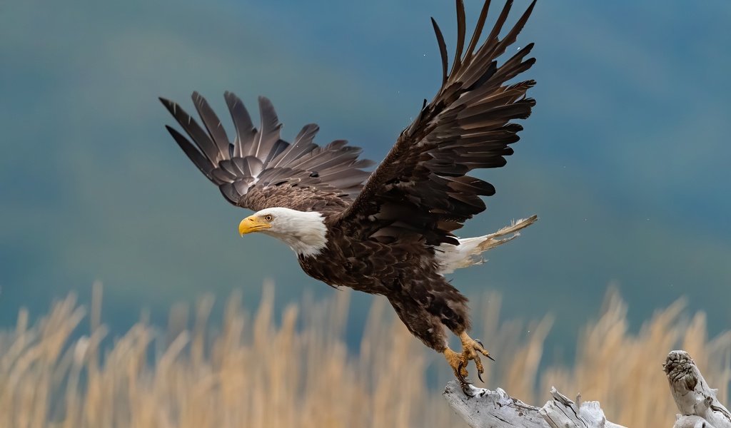 Обои крылья, птица, взлёт, взмах, коряга, боке, белоголовый орлан, wings, bird, the rise, stroke, snag, bokeh, bald eagle разрешение 4096x2731 Загрузить