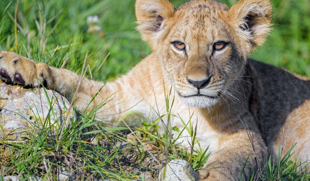 Обои морда, трава, портрет, лапы, взгляд, лежит, львёнок, face, grass, portrait, paws, look, lies, lion разрешение 5152x3435 Загрузить