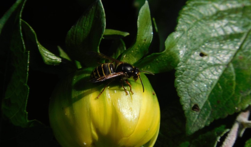 Обои насекомое, цветок, георгина, оса, insect, flower, dahlia, osa разрешение 4608x3456 Загрузить