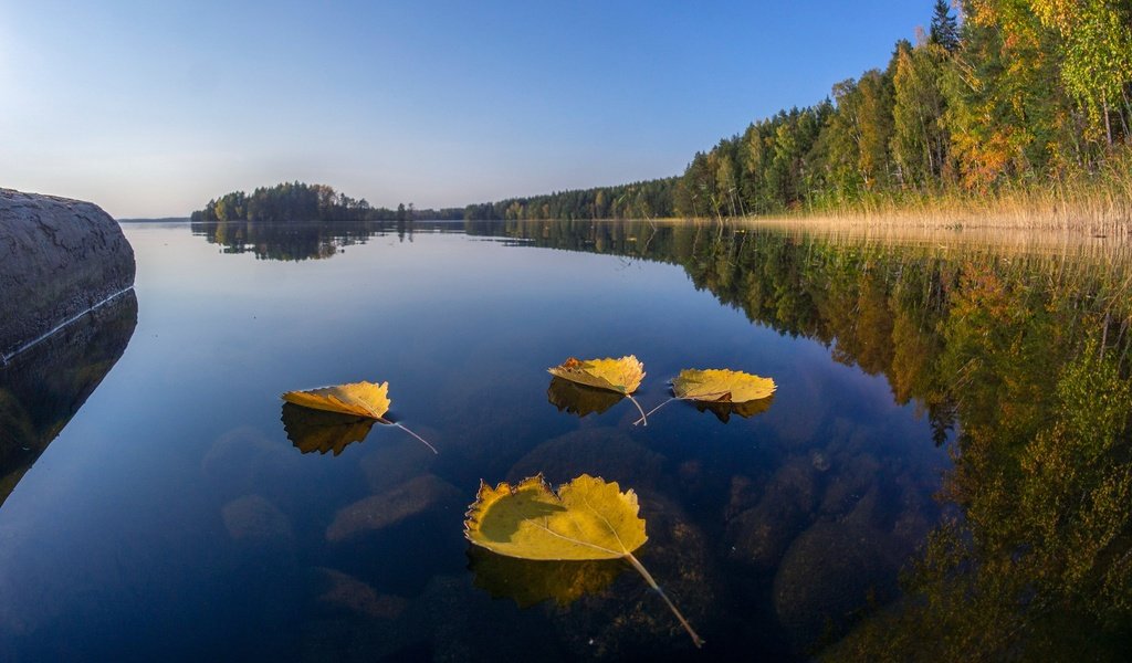 Обои озеро, лес, листья, отражение, осень, финляндия, lake, forest, leaves, reflection, autumn, finland разрешение 2560x1440 Загрузить