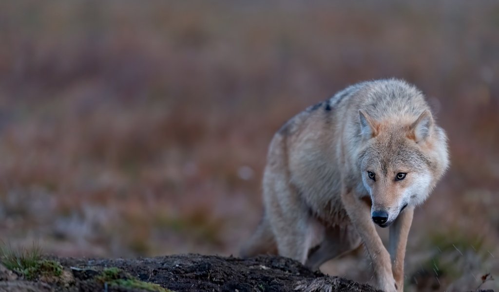 Обои природа, поза, взгляд, волк, боке, nature, pose, look, wolf, bokeh разрешение 5568x3712 Загрузить