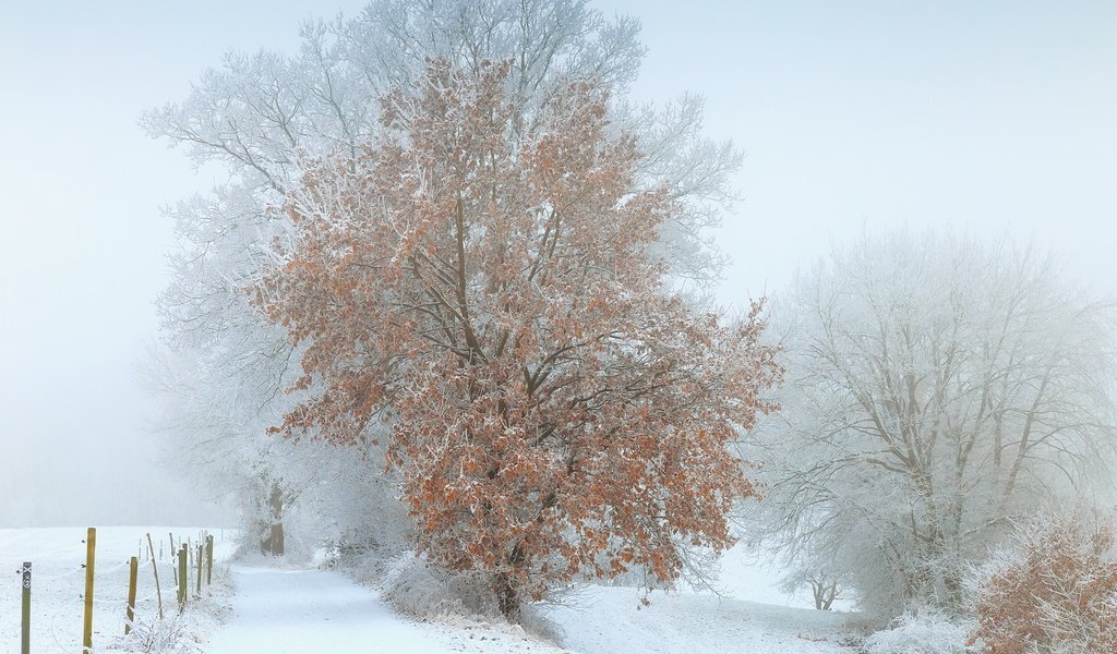 Обои снег, дерево, зима, туман, snow, tree, winter, fog разрешение 1920x1228 Загрузить