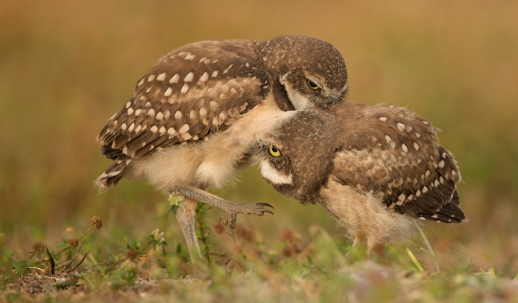 Обои трава, птицы, боке, совы, сычи, grass, birds, bokeh, owls разрешение 3043x2579 Загрузить