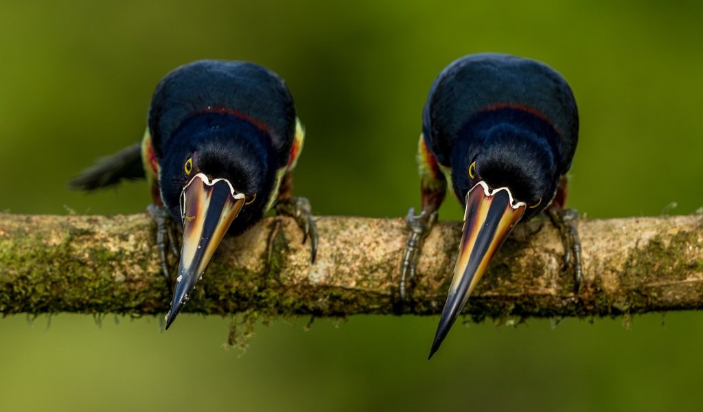 Обои ветка, фон, поза, птицы, тукан, две, две птицы, branch, background, pose, birds, toucan, two, two birds разрешение 3043x2092 Загрузить