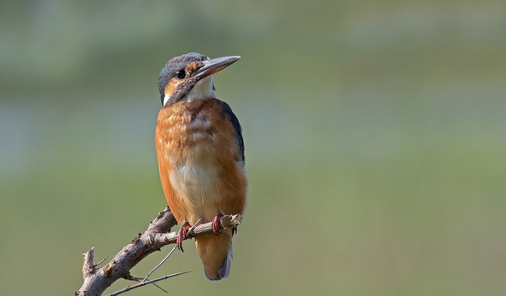 Обои ветка, птица, зимородок, branch, bird, kingfisher разрешение 2048x1365 Загрузить