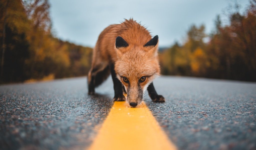 Обои дорога, лиса, нюхает, road, fox, sniffing разрешение 2400x1600 Загрузить