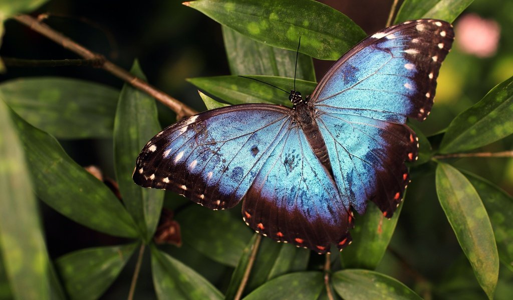 Обои листья, макро, насекомое, бабочка, крылья, темный фон, голубая, морфо, leaves, macro, insect, butterfly, wings, the dark background, blue, morpho разрешение 3200x2133 Загрузить