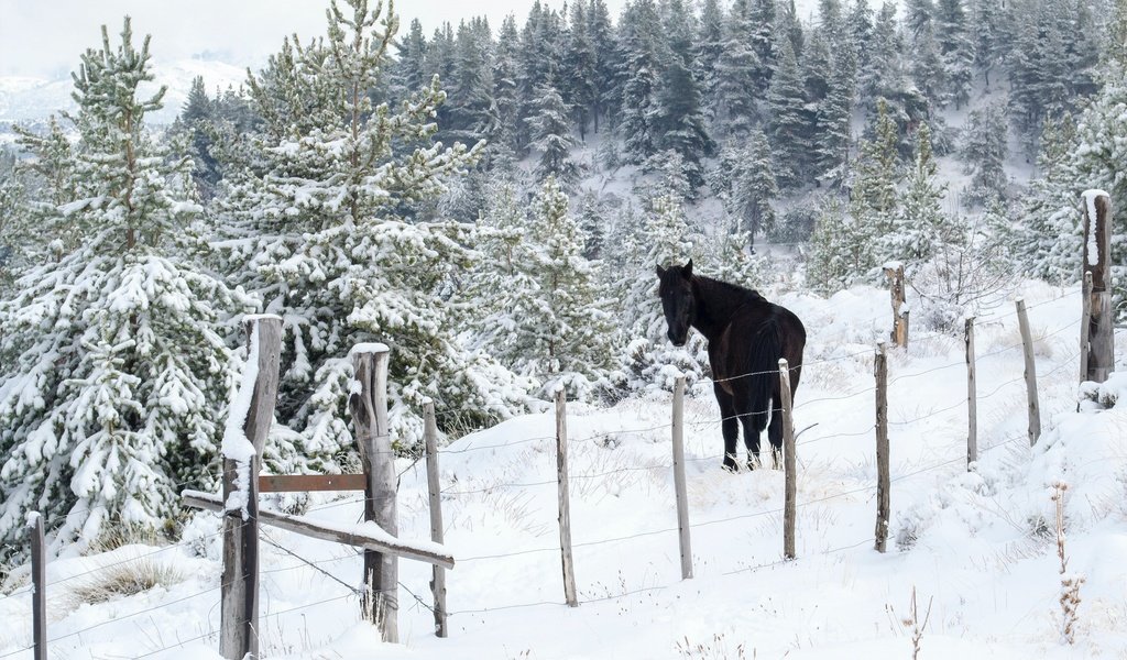 Обои лошадь, снег, природа, лес, зима, забор, ограждение, ели, конь, horse, snow, nature, forest, winter, the fence, ate разрешение 3202x2171 Загрузить