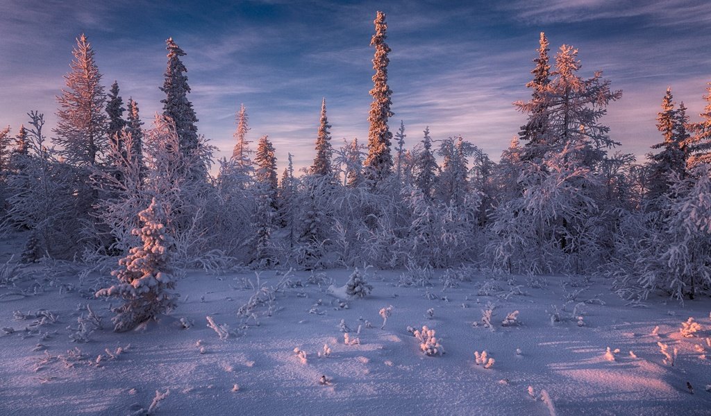 Обои небо, ели, свет, деревья, снег, природа, лес, зима, пейзаж, the sky, ate, light, trees, snow, nature, forest, winter, landscape разрешение 2000x1333 Загрузить