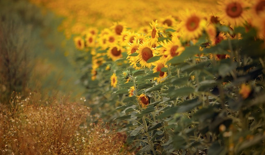 Обои природа, подсолнухи, nature, sunflowers разрешение 2048x1291 Загрузить