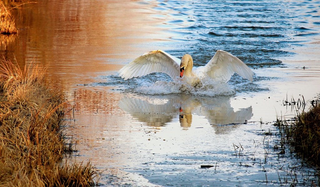 Обои плавание, вода, лебедь, природа, взмах крыльев, берег, отражение, белый, водоем, брызги, птица, swimming, water, swan, nature, flap, shore, reflection, white, pond, squirt, bird разрешение 2880x1620 Загрузить