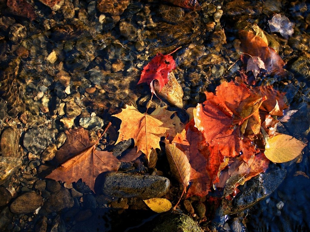 Обои макро, осень, красные листья вода, macro, autumn, red leaves water разрешение 1920x1200 Загрузить