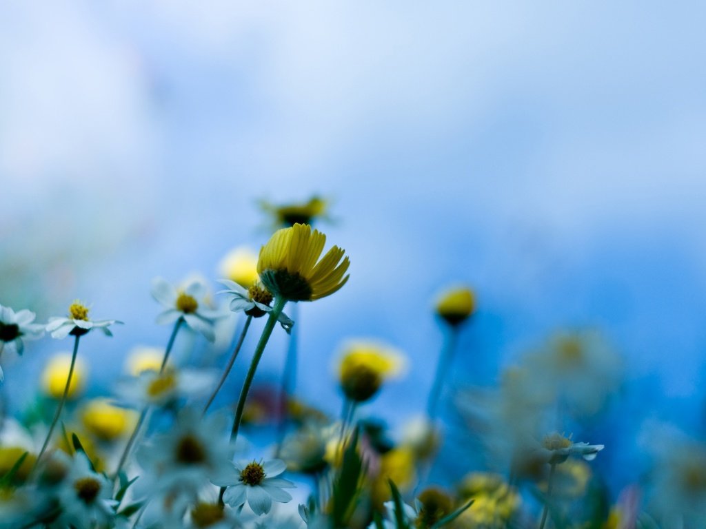 Обои макро, стебель, полюс, romashki, nebo, луговые цветы, macro, stem, pole, meadow flowers разрешение 2560x1600 Загрузить