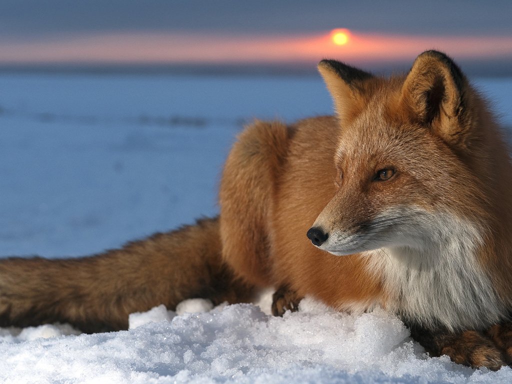Обои солнце, снег, закат, мордочка, лиса, лисица, шкура, мех, хищница, predator, the sun, snow, sunset, muzzle, fox, skin, fur разрешение 1920x1080 Загрузить