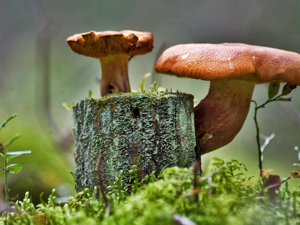 Обои трава, грибы, мох, пенек, grass, mushrooms, moss, stump разрешение 1920x1200 Загрузить