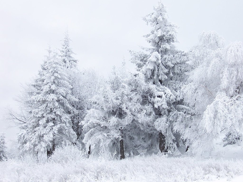 Обои деревья, снег, лес, зима, белый, trees, snow, forest, winter, white разрешение 1920x1440 Загрузить