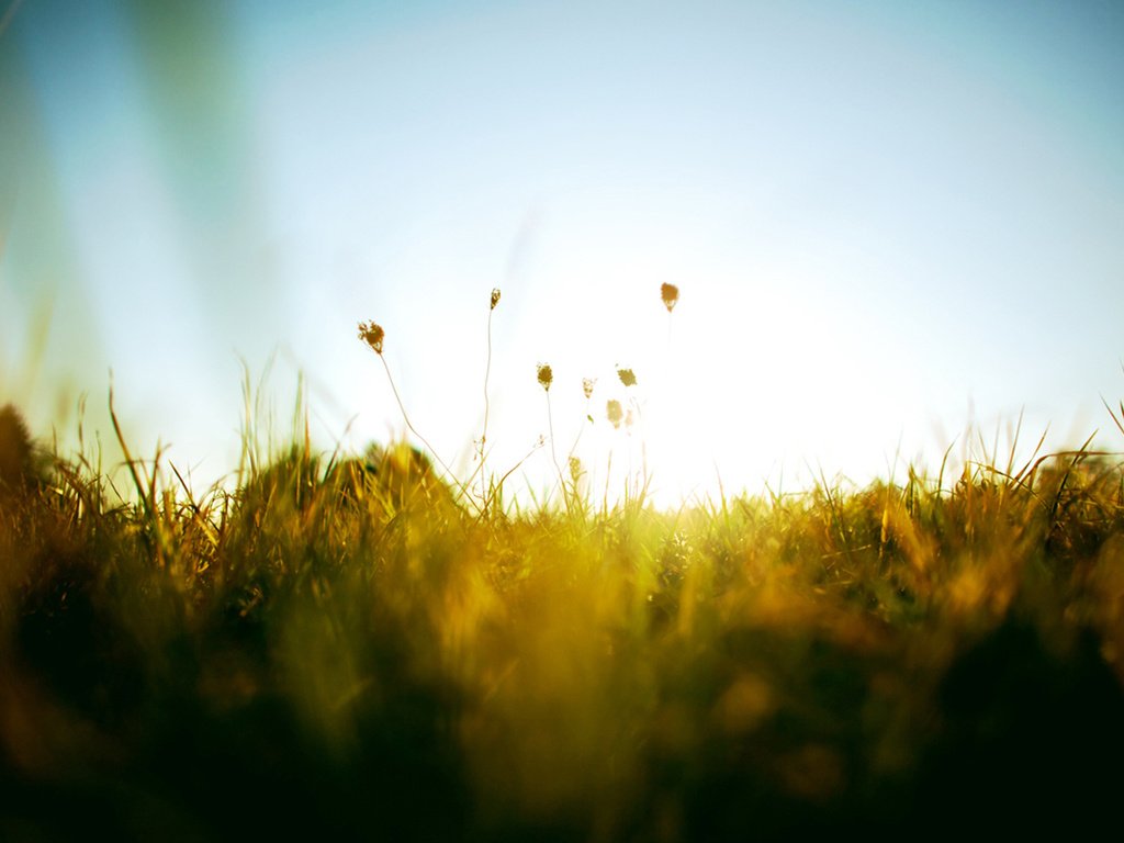 Обои небо, трава, солнце, зелень, лето, тепло, the sky, grass, the sun, greens, summer, heat разрешение 1920x1200 Загрузить