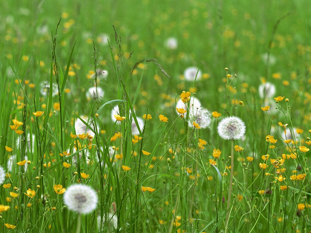 Обои цветы, трава, поле, одуванчики, flowers, grass, field, dandelions разрешение 3840x1200 Загрузить