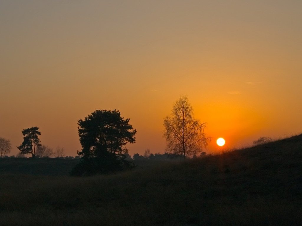 Обои небо, деревья, солнце, закат, горизонт, the sky, trees, the sun, sunset, horizon разрешение 1920x1200 Загрузить