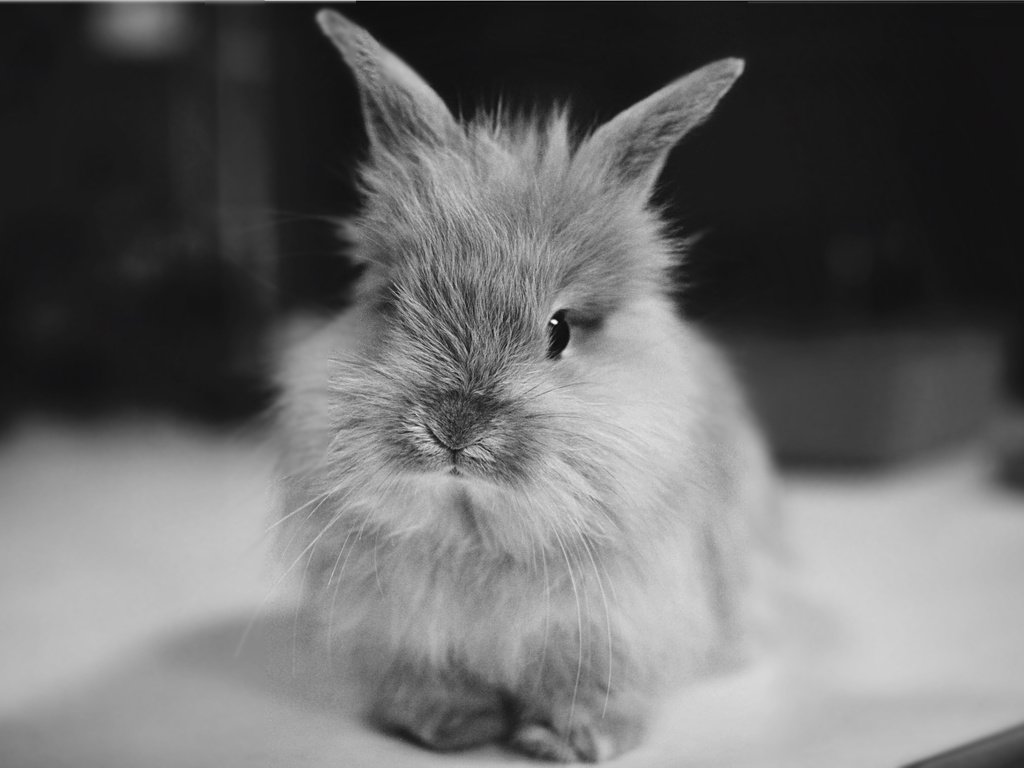 Обои чёрно-белое, кролик, животное, уши, black and white, rabbit, animal, ears разрешение 2237x1499 Загрузить