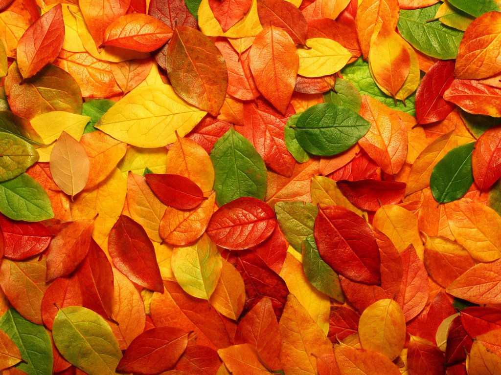 Обои природа, листья, фото, осень, обои с природой, nature, leaves, photo, autumn, wallpaper with nature разрешение 2700x1800 Загрузить