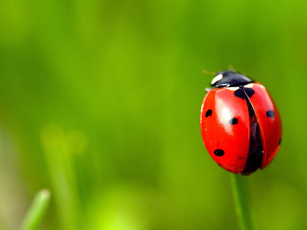 Обои природа, жук, насекомое, божья коровка, nature, beetle, insect, ladybug разрешение 1920x1200 Загрузить