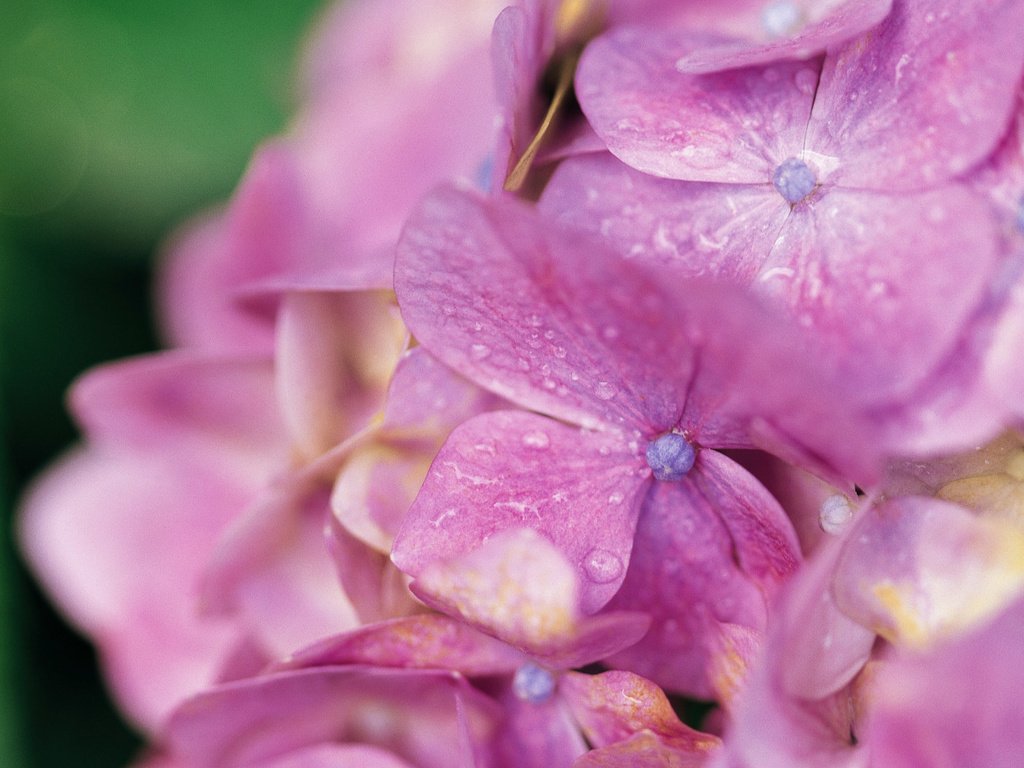 Обои цветы, капли, лепестки, гортензия, flowers, drops, petals, hydrangea разрешение 1920x1200 Загрузить