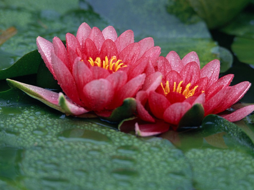 Обои цветы, вода, листья, лепестки, кувшинка, водяная лилия, flowers, water, leaves, petals, lily, water lily разрешение 1920x1200 Загрузить