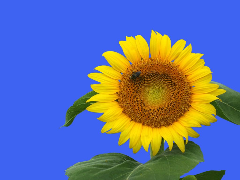 Обои небо, природа, листья, цветок, лето, подсолнух, the sky, nature, leaves, flower, summer, sunflower разрешение 1920x1200 Загрузить