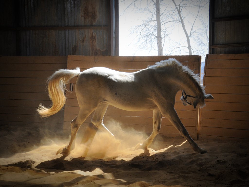 Обои лошадь, песок, лучи солнца, белая, загон, horse, sand, the rays of the sun, white, corral разрешение 4288x2848 Загрузить