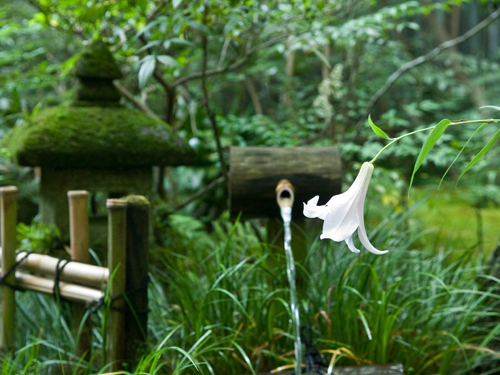 Обои деревья, цветок, забор, япония, сад, лилия, родник, trees, flower, the fence, japan, garden, lily, spring разрешение 1920x1200 Загрузить