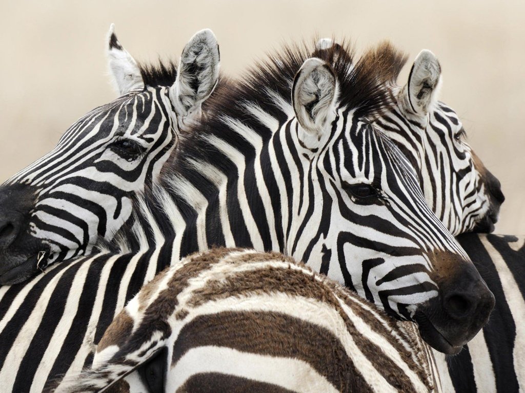 Обои зебра, животные, африка, зебры, zebra, animals, africa разрешение 1920x1200 Загрузить