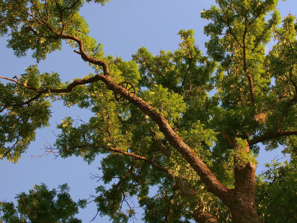 Обои небо, дерево, ветки, лето, крона, вид снизу, the sky, tree, branches, summer, crown, bottom view разрешение 1920x1080 Загрузить