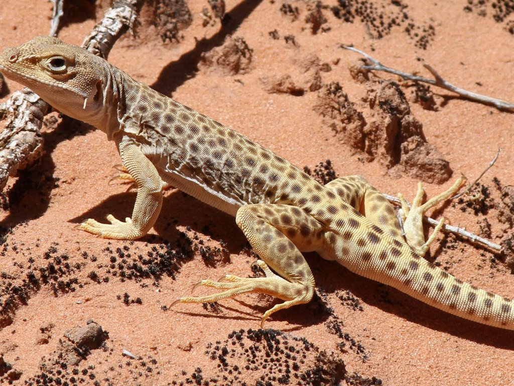 Обои песок, пустыня, ящерица, геккон, рептилия, пресмыкающиеся, sand, desert, lizard, gecko, reptile, reptiles разрешение 1920x1200 Загрузить