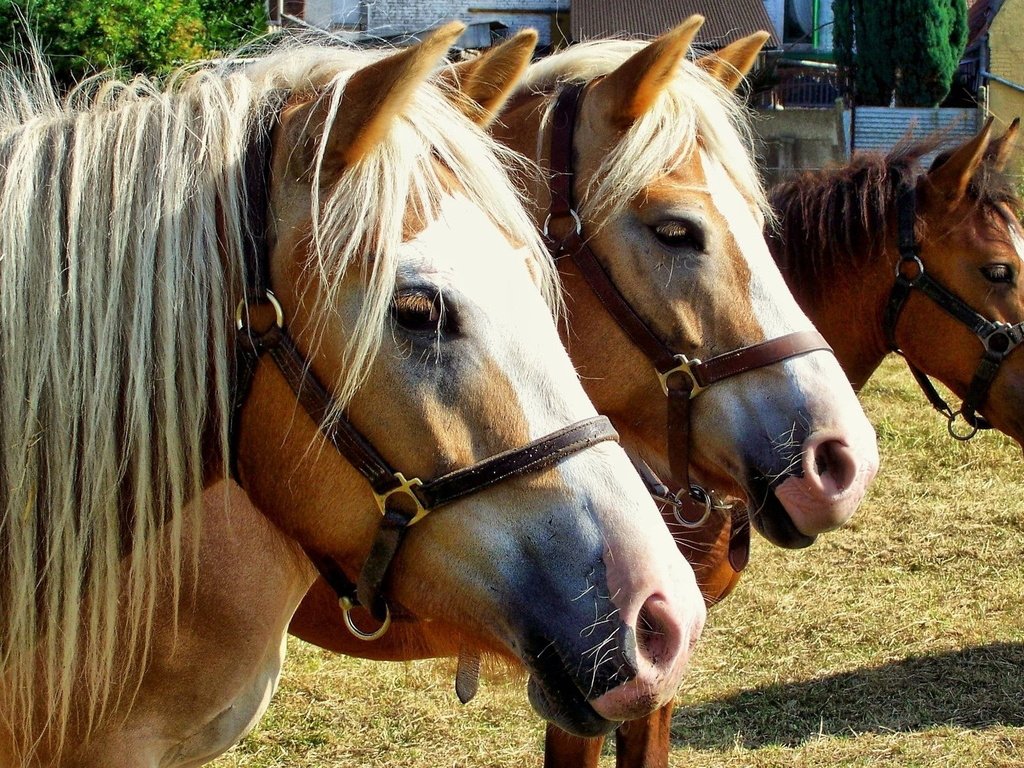 Обои взгляд, лошади, грива, лошадки, породистые, чистокровные, look, horse, mane, horses, pedigree, thoroughbred разрешение 1920x1200 Загрузить