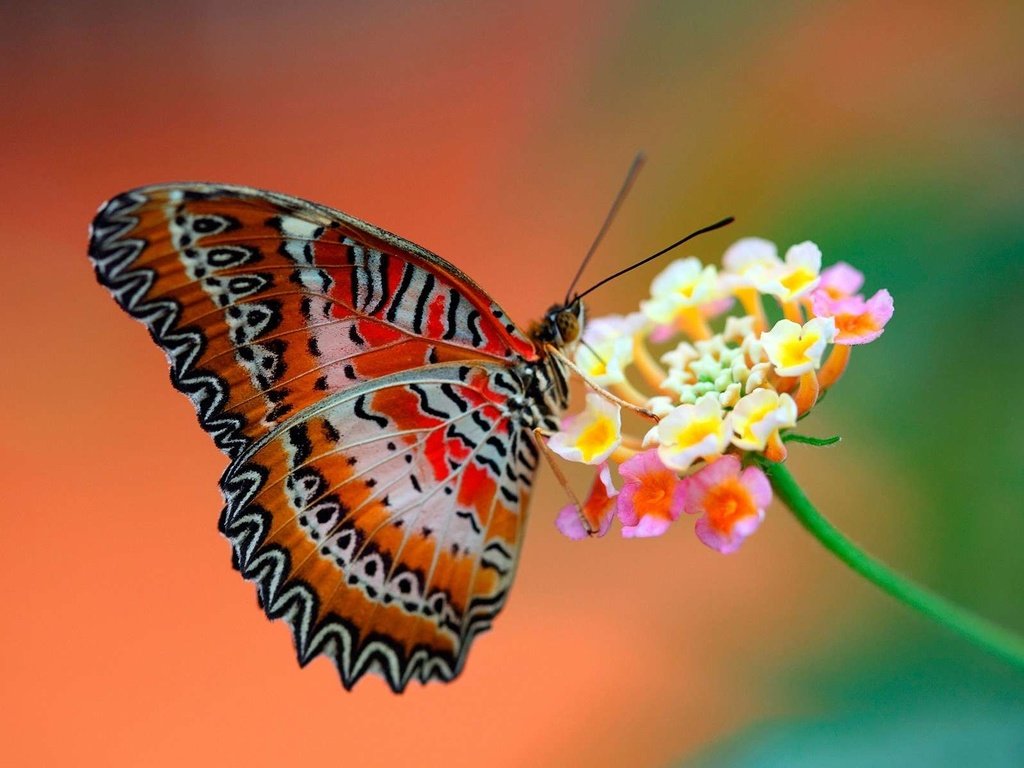 Обои макро, насекомое, цветок, бабочка, крылья, пыльца, нектар, macro, insect, flower, butterfly, wings, pollen, nectar разрешение 1920x1200 Загрузить