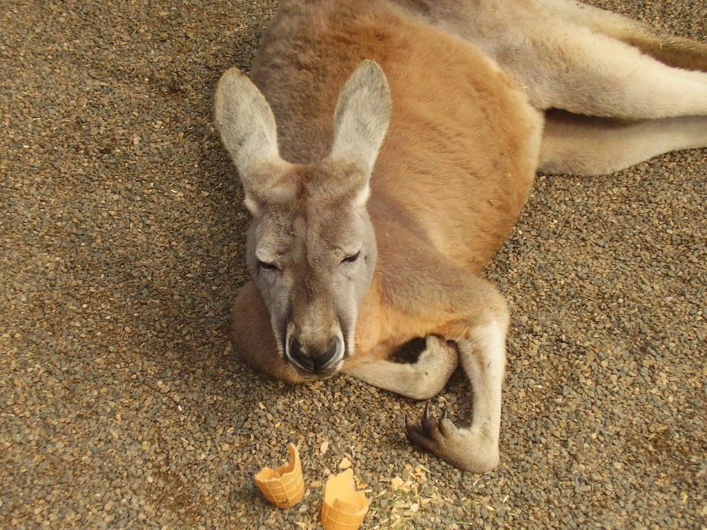 Обои животное, кенгуру, сумчатое, кенгурёнок, animal, kangaroo, marsupials разрешение 1920x1200 Загрузить