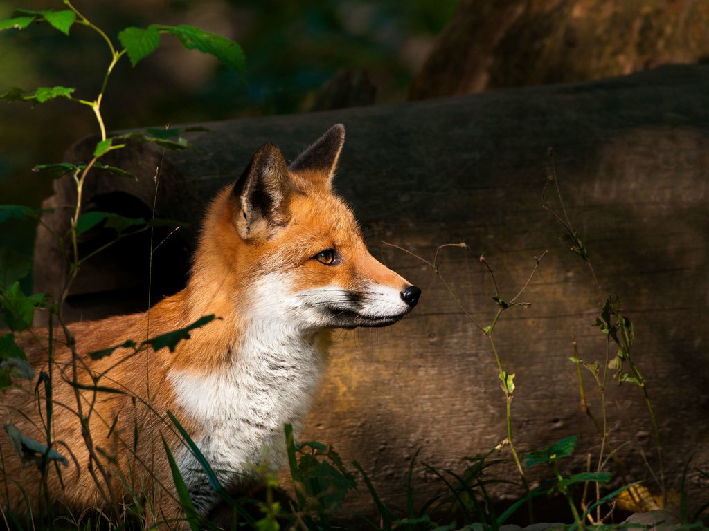 Обои природа, лес, взгляд, лиса, лисенок, nature, forest, look, fox разрешение 2560x1675 Загрузить