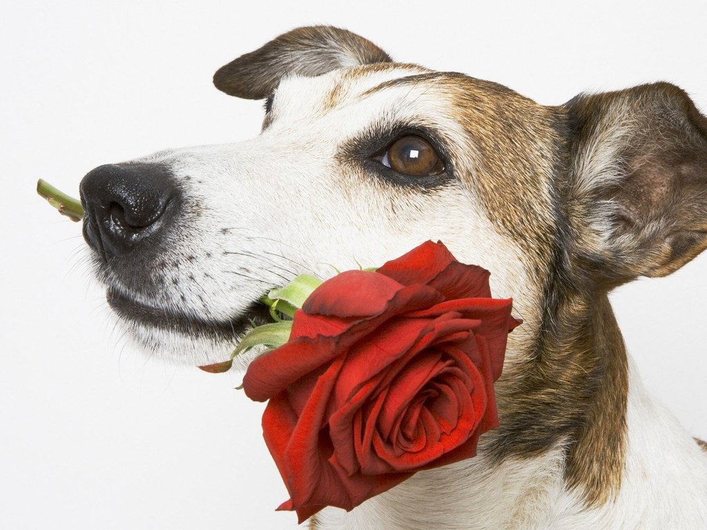 Обои роза, собака, белый фон, пес, подарок, красная роза, rose, dog, white background, gift, red rose разрешение 1920x1080 Загрузить