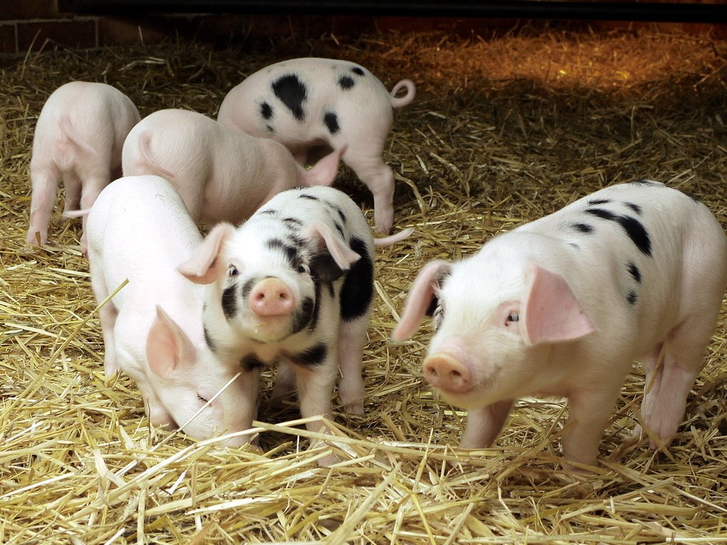Обои солома, свиньи, поросята, домашние животные, свинки, straw, pigs, pets разрешение 1920x1200 Загрузить