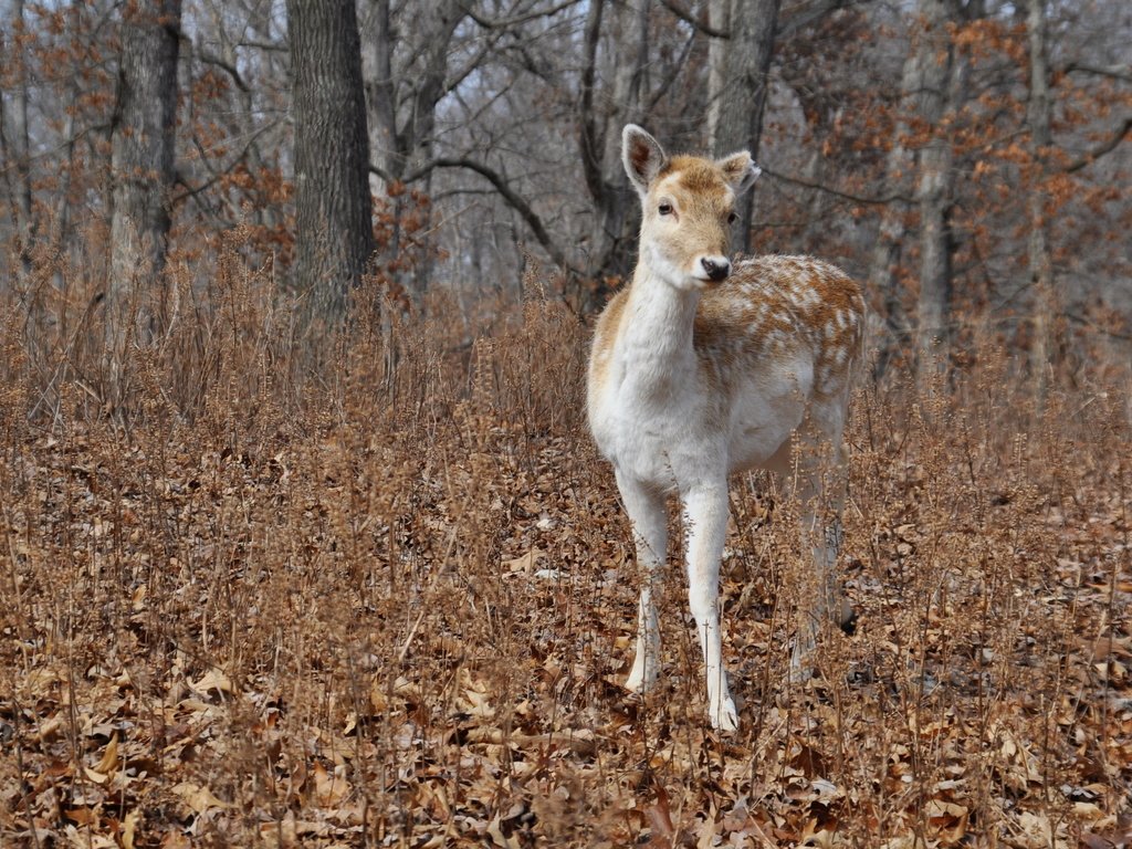 Обои природа, лес, олень, осень, nature, forest, deer, autumn разрешение 2560x1600 Загрузить