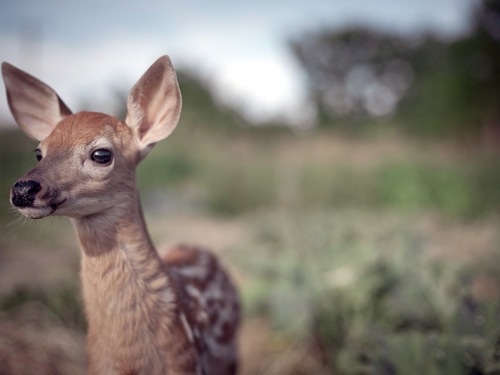 Обои природа, олень, фон, детеныш, олененок, nature, deer, background, cub, fawn разрешение 1920x1200 Загрузить